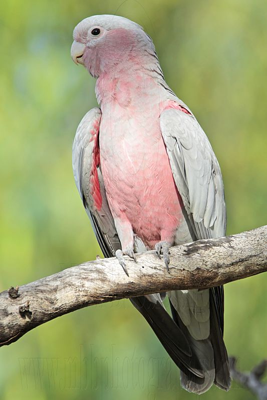 Galah_7407.jpg