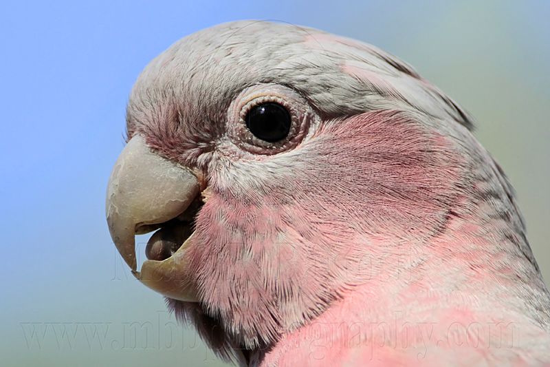 Galah_7429.jpg