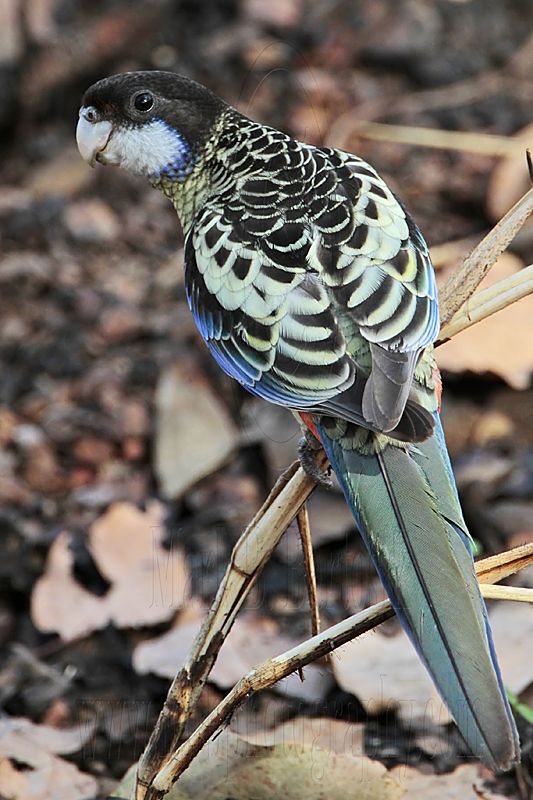 Northern Rosella_6978.jpg