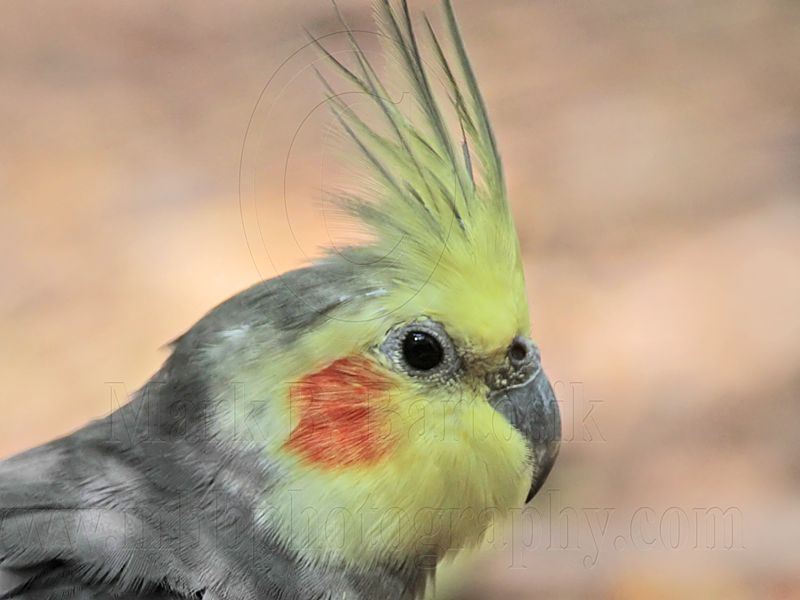 Cockatiel_1736.jpg