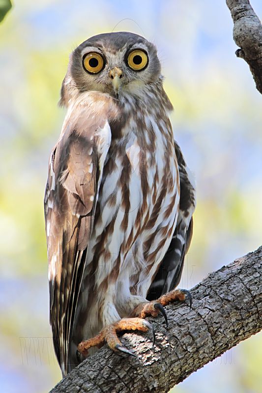Barking Owl_4078.jpg