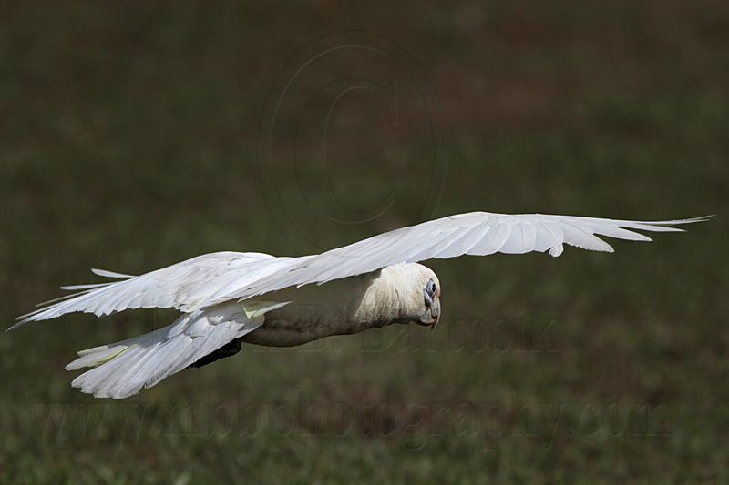 Little Corella_1976.jpg