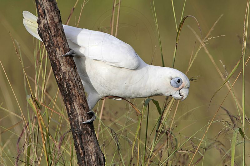 Little Corella_2311.jpg