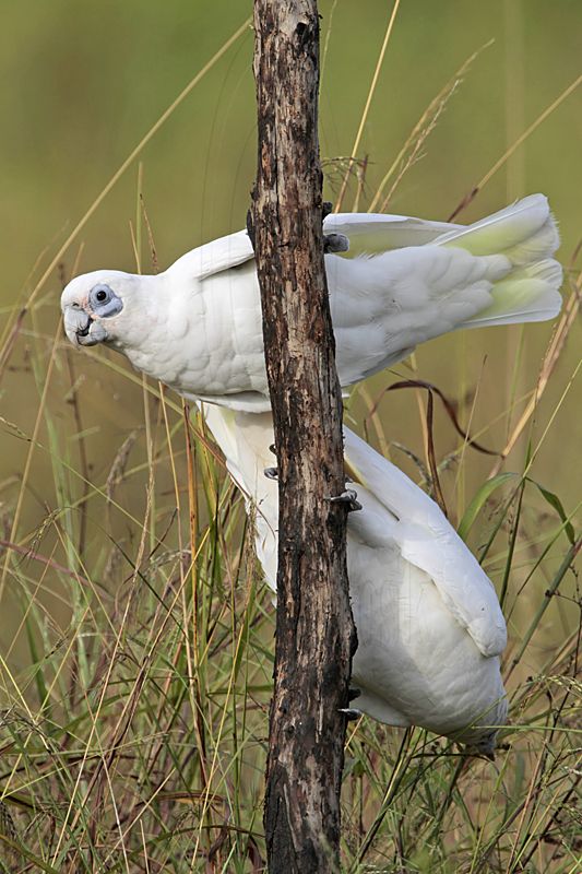 Little Corella_2375.jpg
