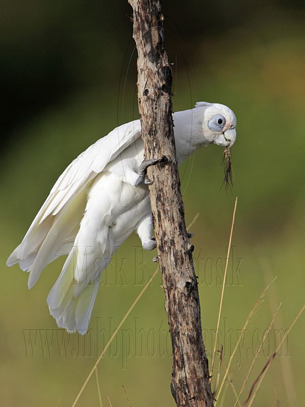 Little Corella_2424.jpg