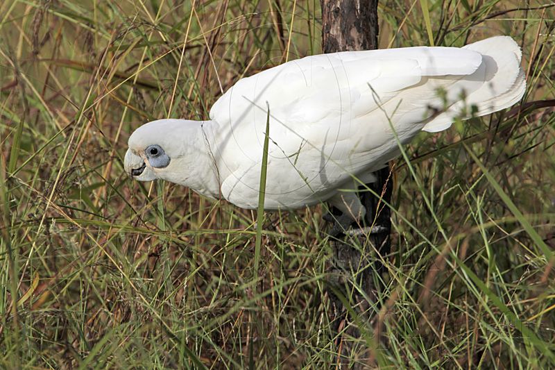 Little Corella_2452.jpg