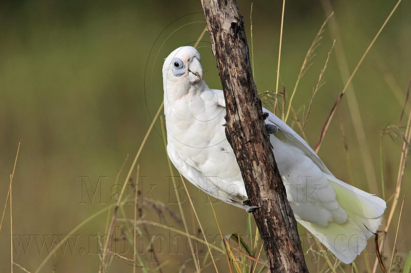 Little Corella_2475.jpg