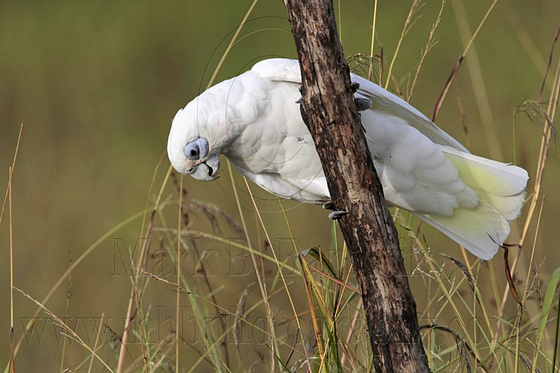 Little Corella_2476.jpg