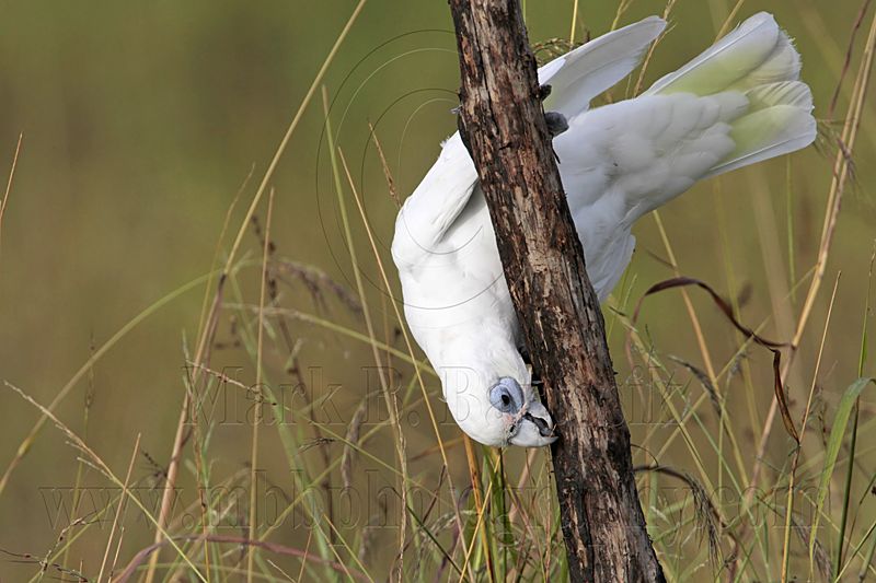 Little Corella_2481.jpg