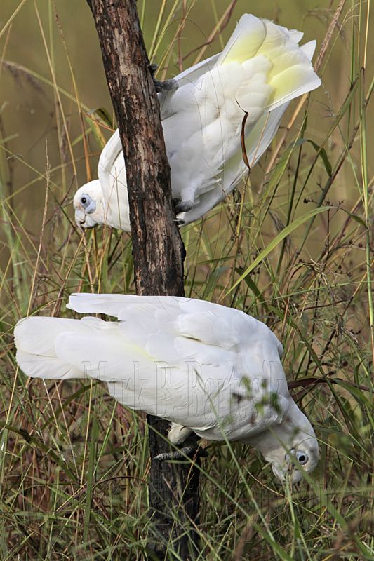 Little Corella_2495.jpg