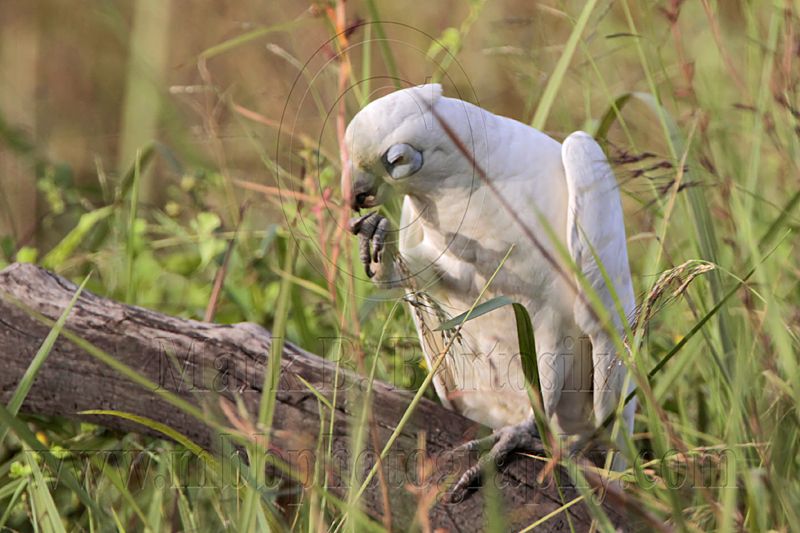 Little Corella_2573.jpg