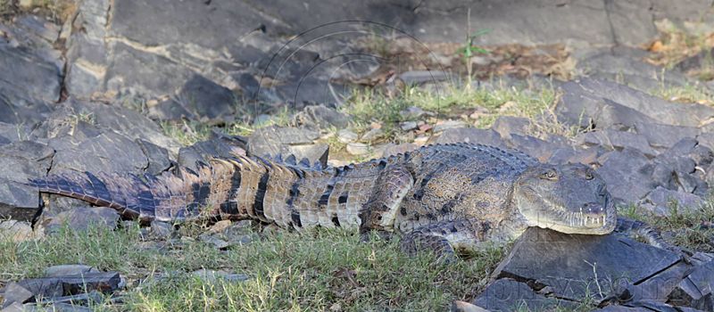 _MG_3751 Australian Freshwater Crocodile.jpg