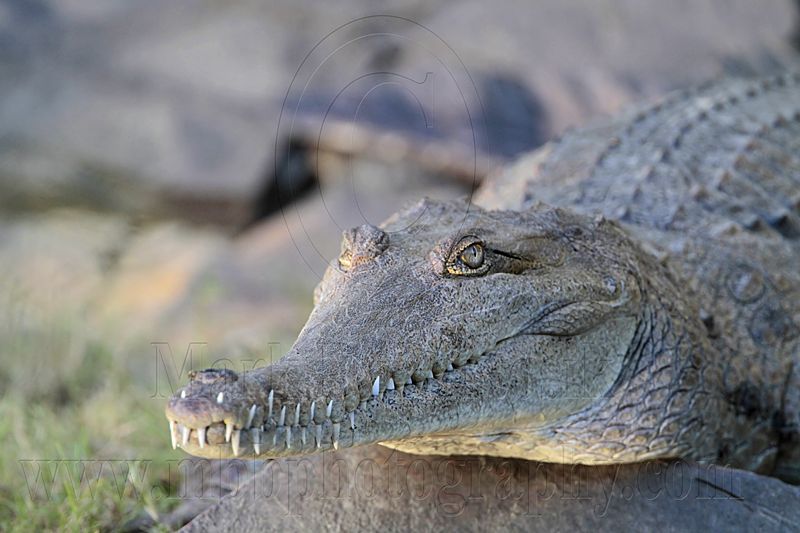 _MG_6951 Australian Freshwater Crocodile.jpg