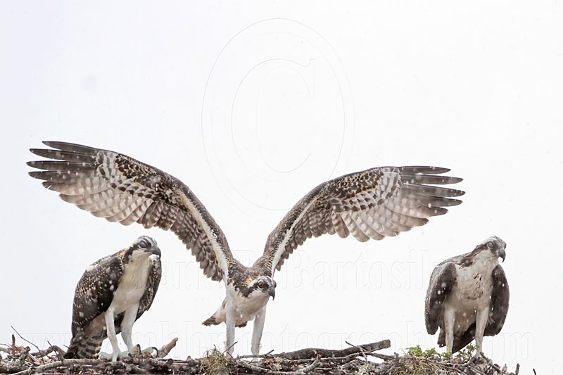 Osprey_6236.jpg