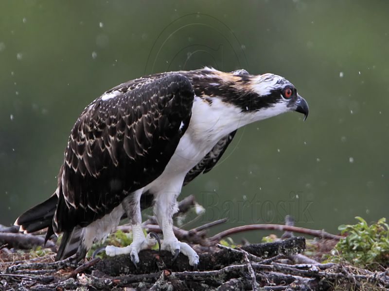 Osprey_6631.jpg