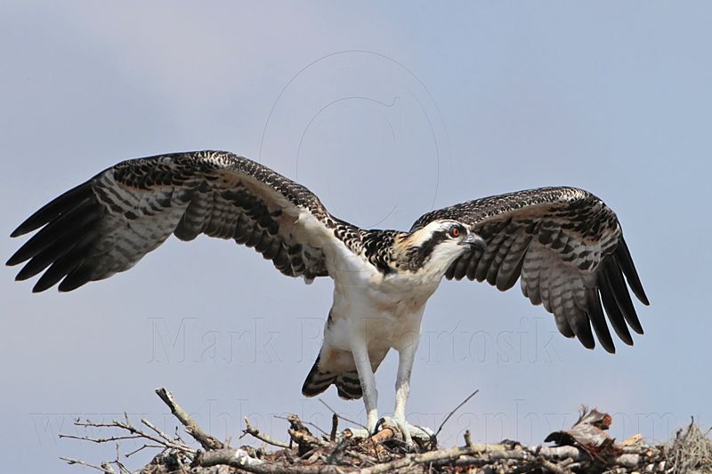 Osprey_5616.jpg