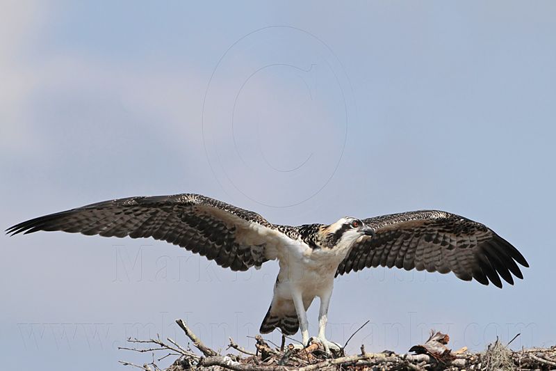 Osprey_5617.jpg