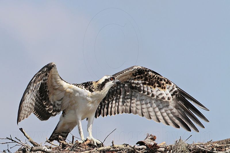 Osprey_5621.jpg