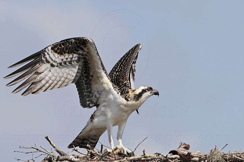 Osprey_5622.jpg