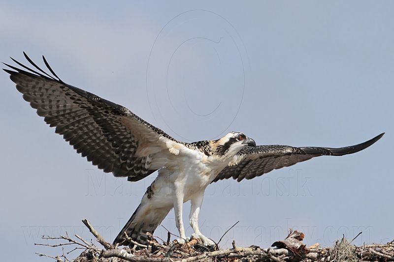 Osprey_5623.jpg