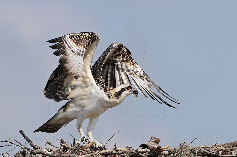 Osprey_5624.jpg
