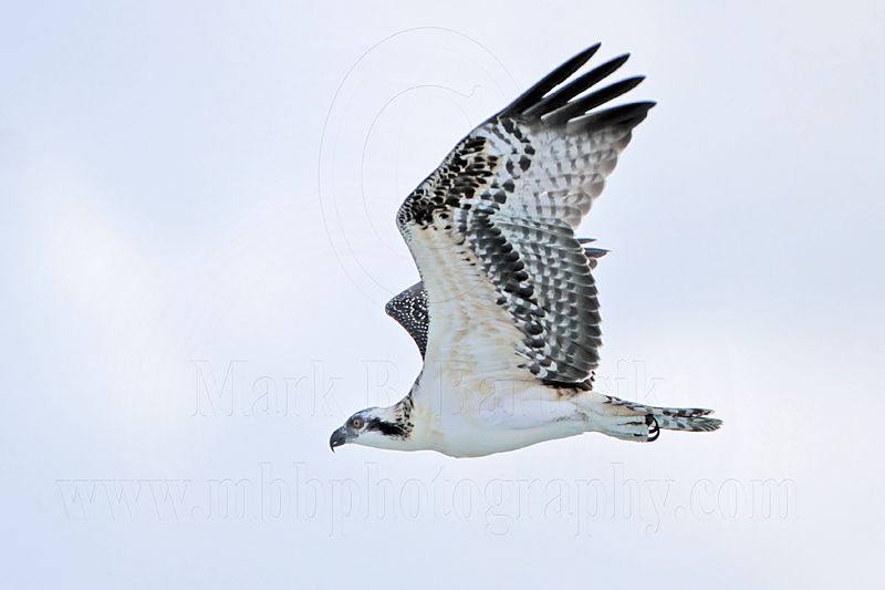 Osprey_5685.jpg