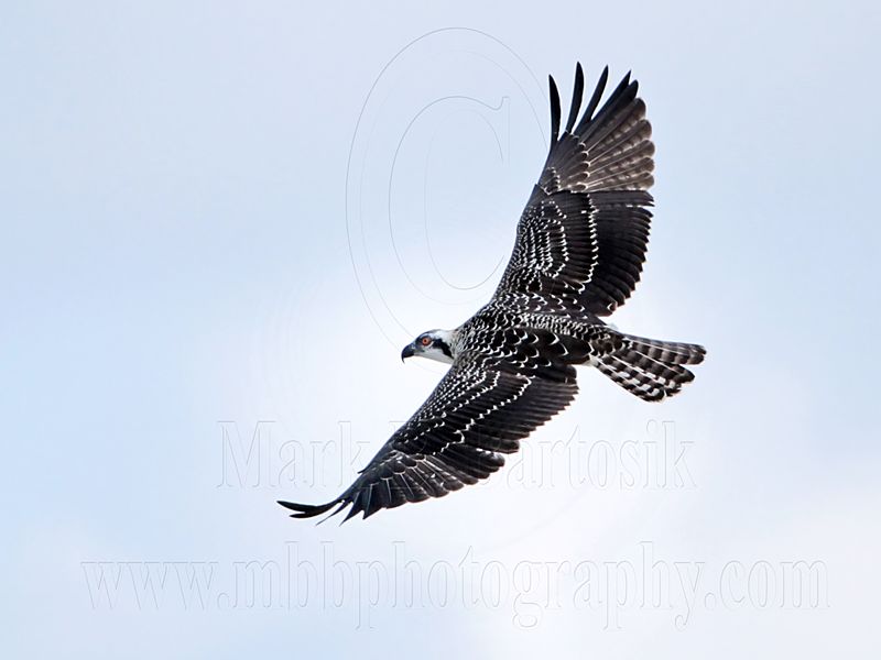 Osprey_5704.jpg