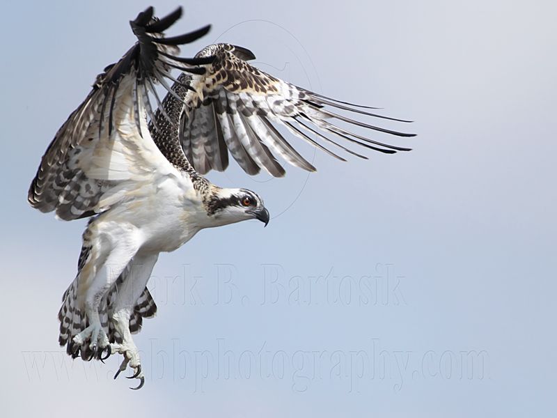 Osprey_5735.jpg