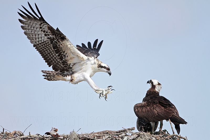 Osprey_5741.jpg