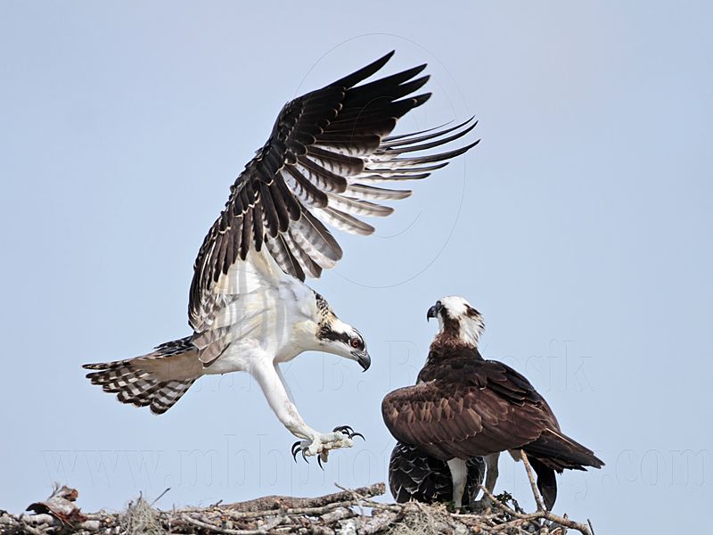 Osprey_5742.jpg