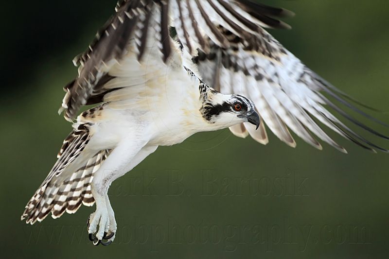 Osprey_1257.jpg