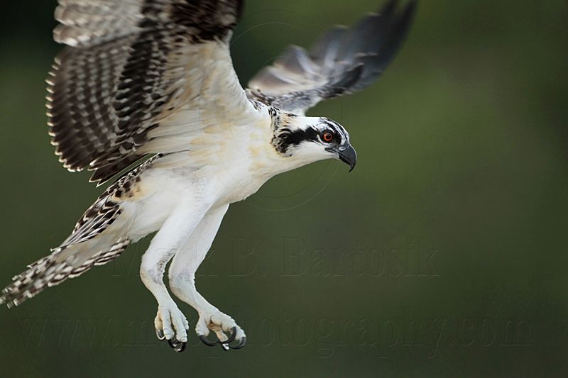 Osprey_1258.jpg