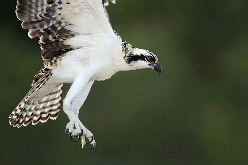 Osprey_1259.jpg
