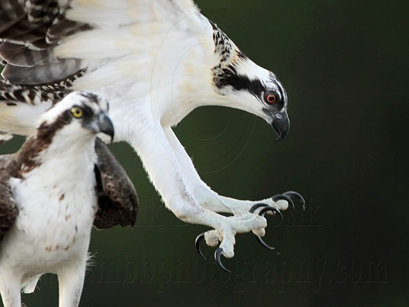 Osprey_1265.jpg