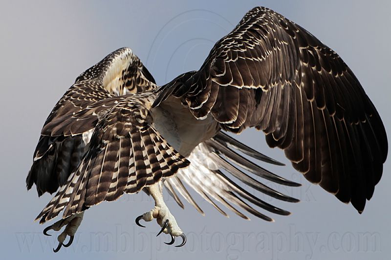 Osprey_6150.jpg