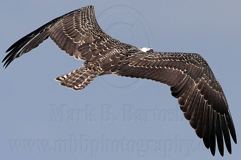 Osprey_6161.jpg