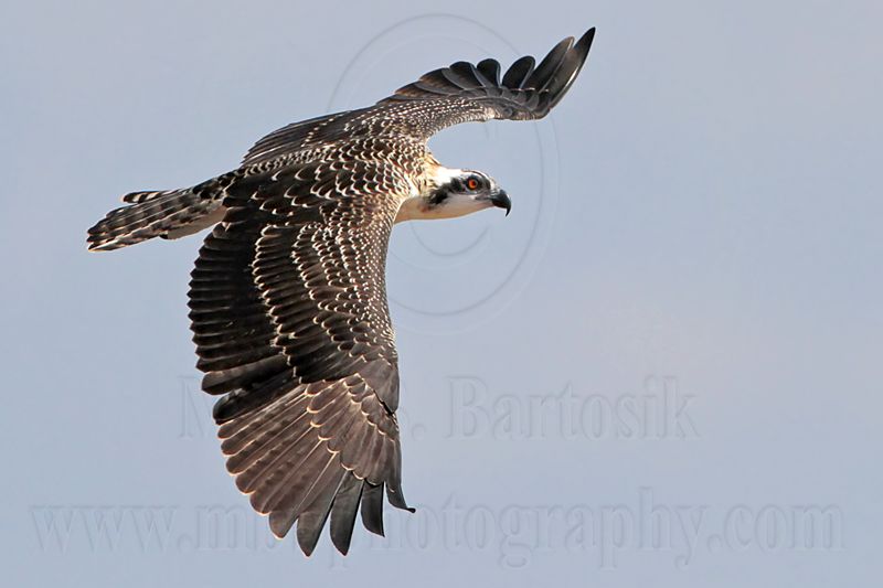 Osprey_6176.jpg