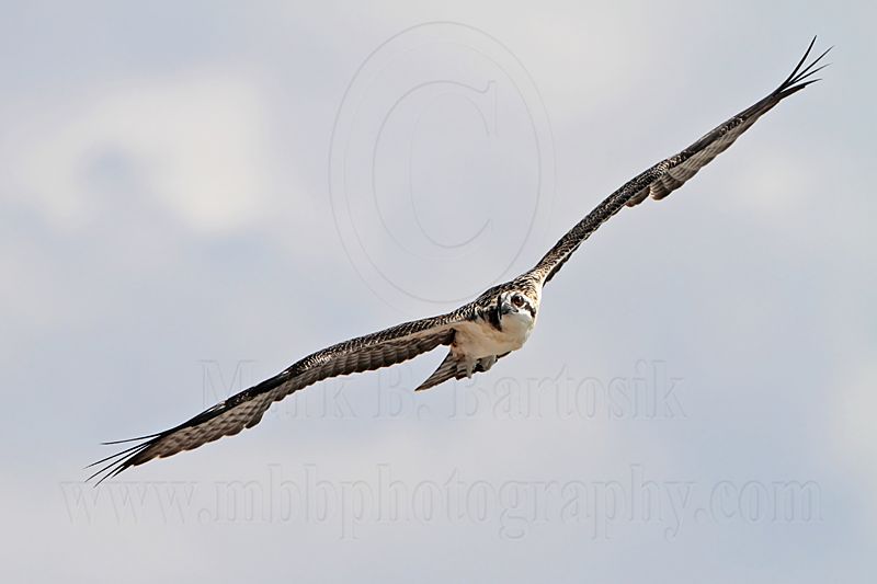 Osprey_6177.jpg