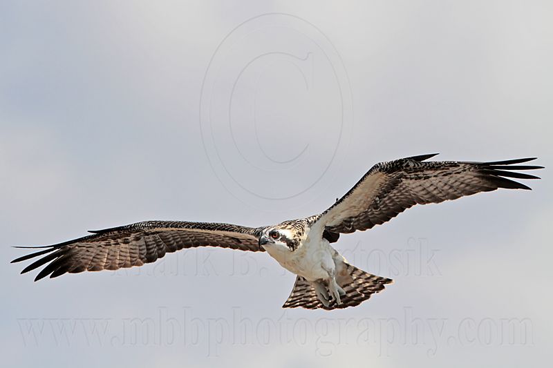 Osprey_6185.jpg