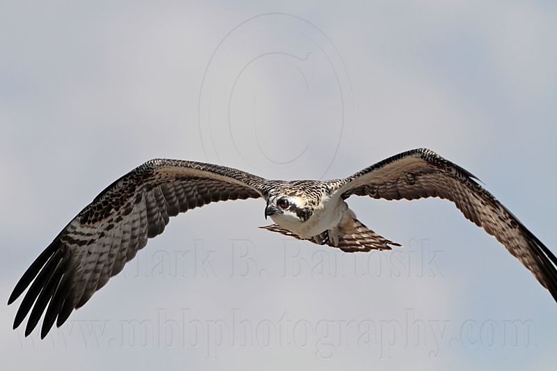 Osprey_6189.jpg