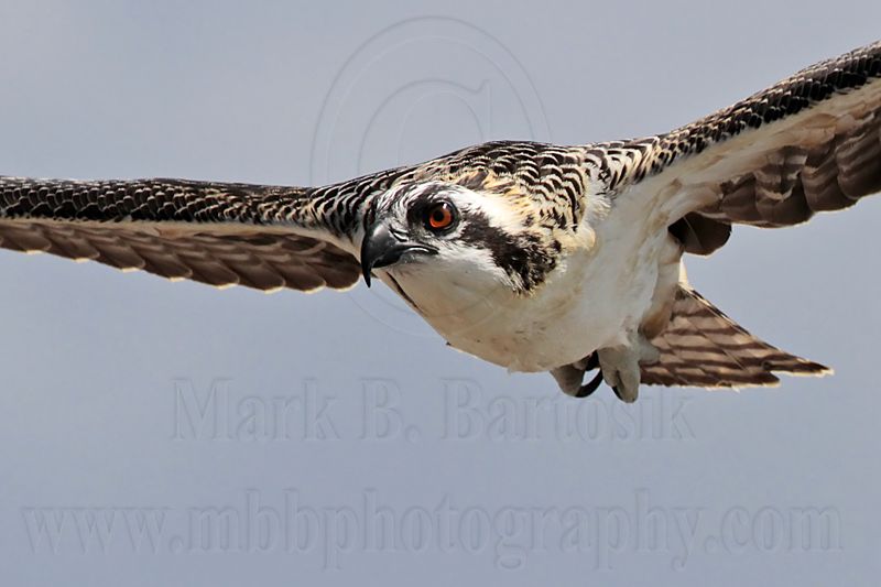 Osprey_6194.jpg