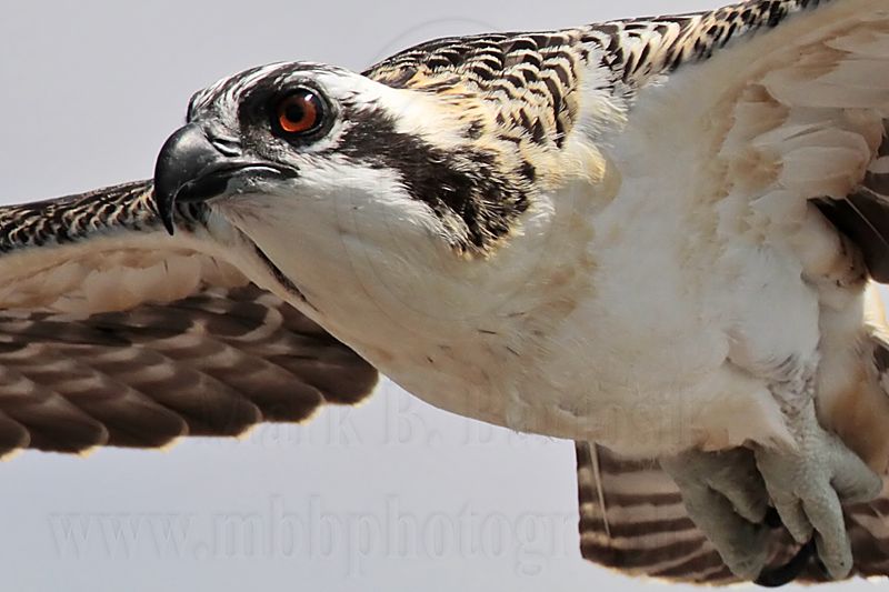 Osprey_6198.jpg