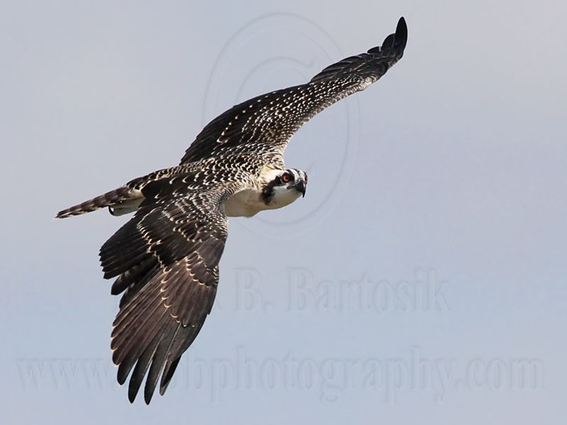 Osprey_6212.jpg