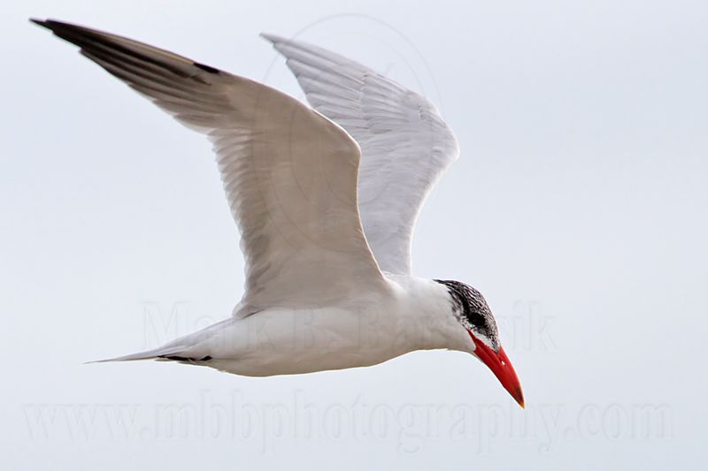 Caspian Tern_5819.jpg