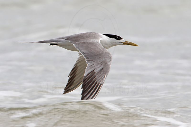 Crested Tern_6155.jpg