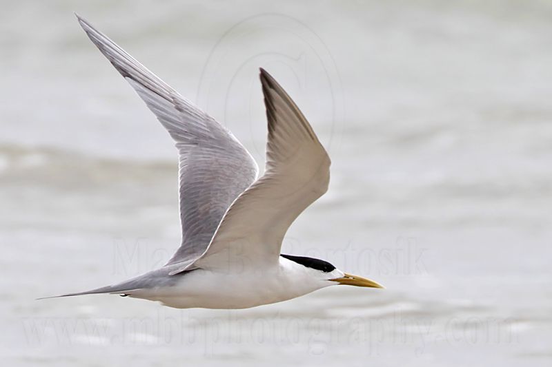 Crested Tern_6333.jpg