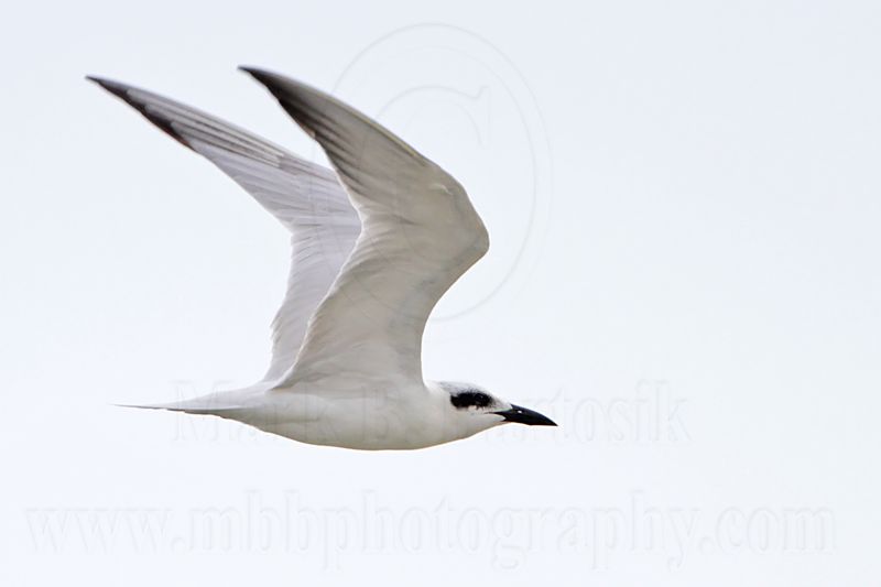 Gull-billed Tern_5301.jpg