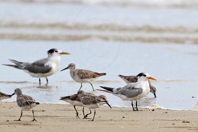 Lesser Crested & Crested Tern_6174.jpg