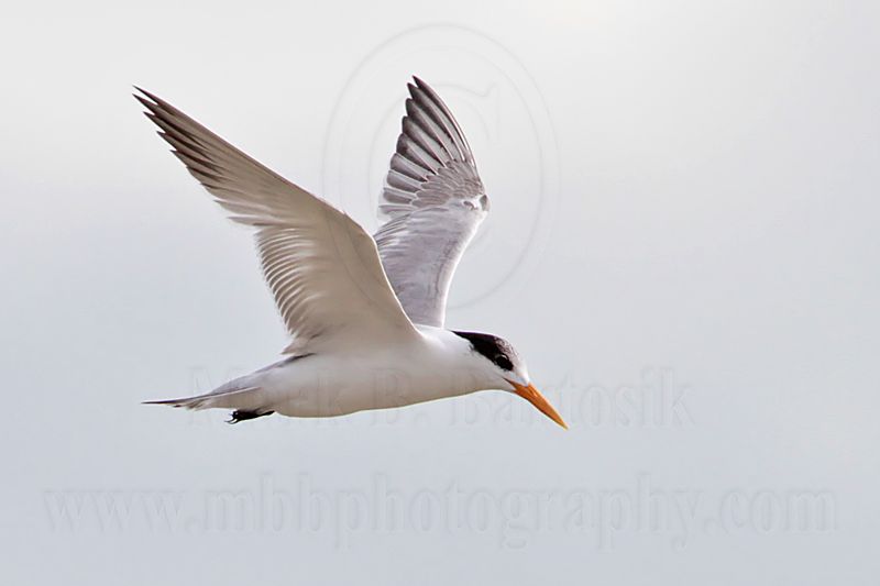Lesser Crested Tern_6417.jpg