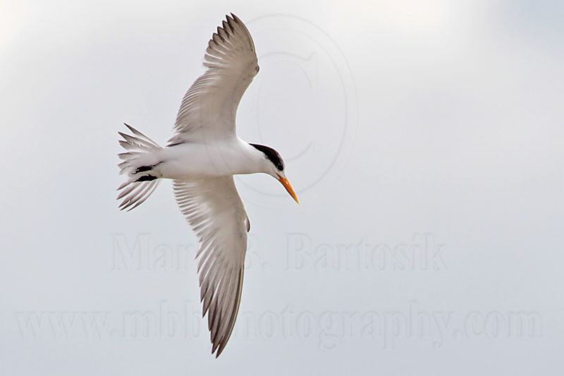 Lesser Crested Tern_6418.jpg
